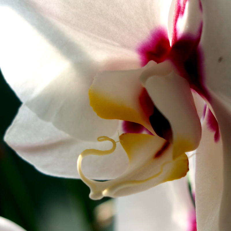 orchidee1.jpg